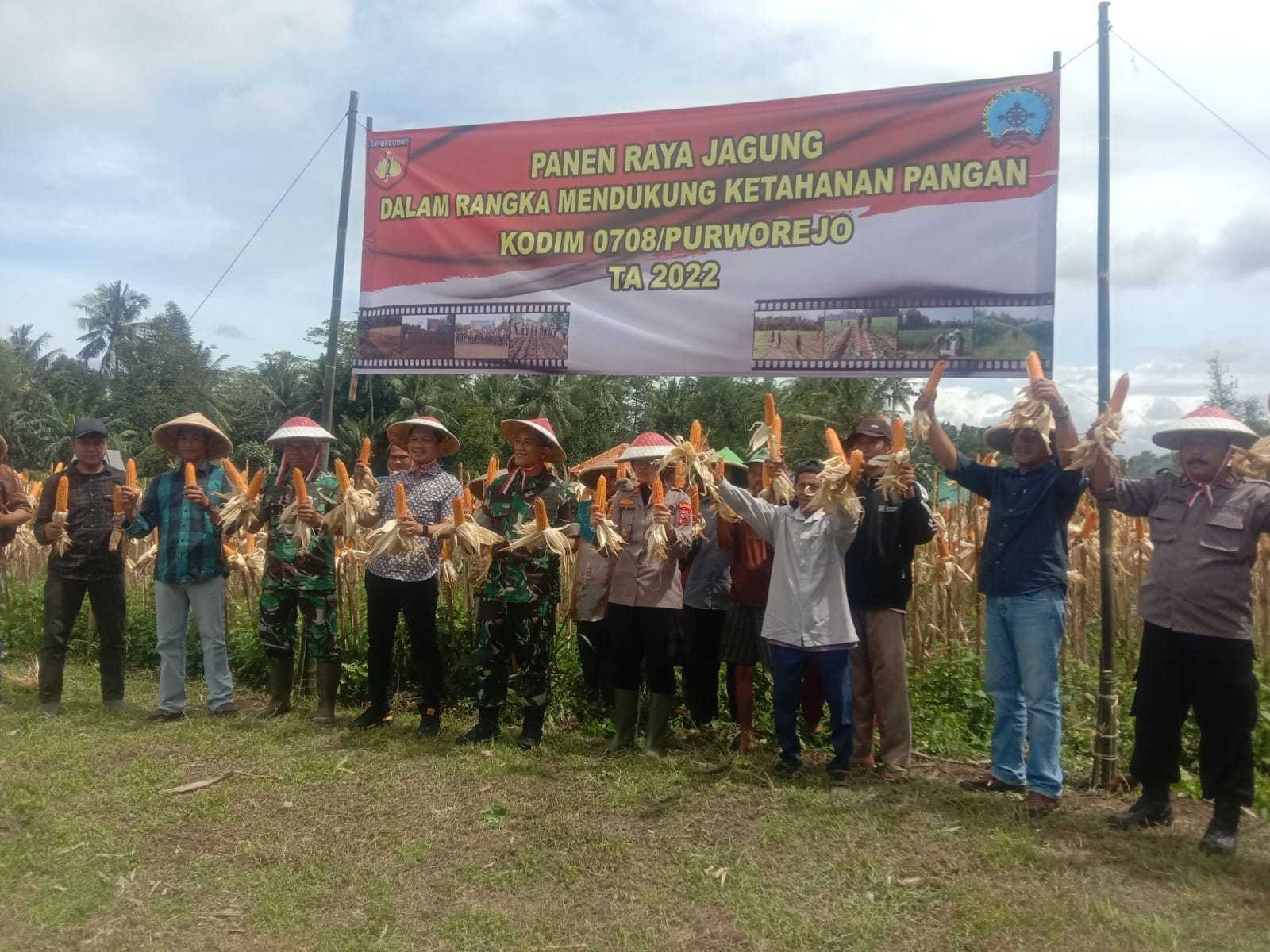 PANEN RAYA JAGUNG