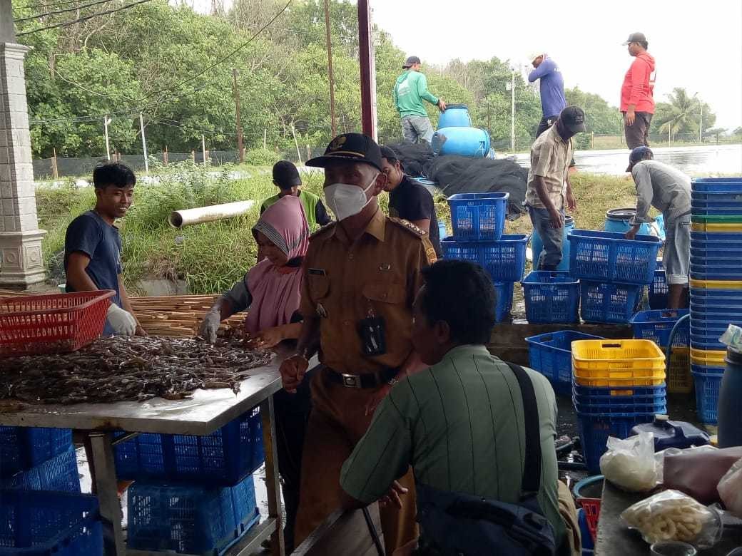 POTENSI UDANG VANAMEI DI URUT SEWU PURWOREJO