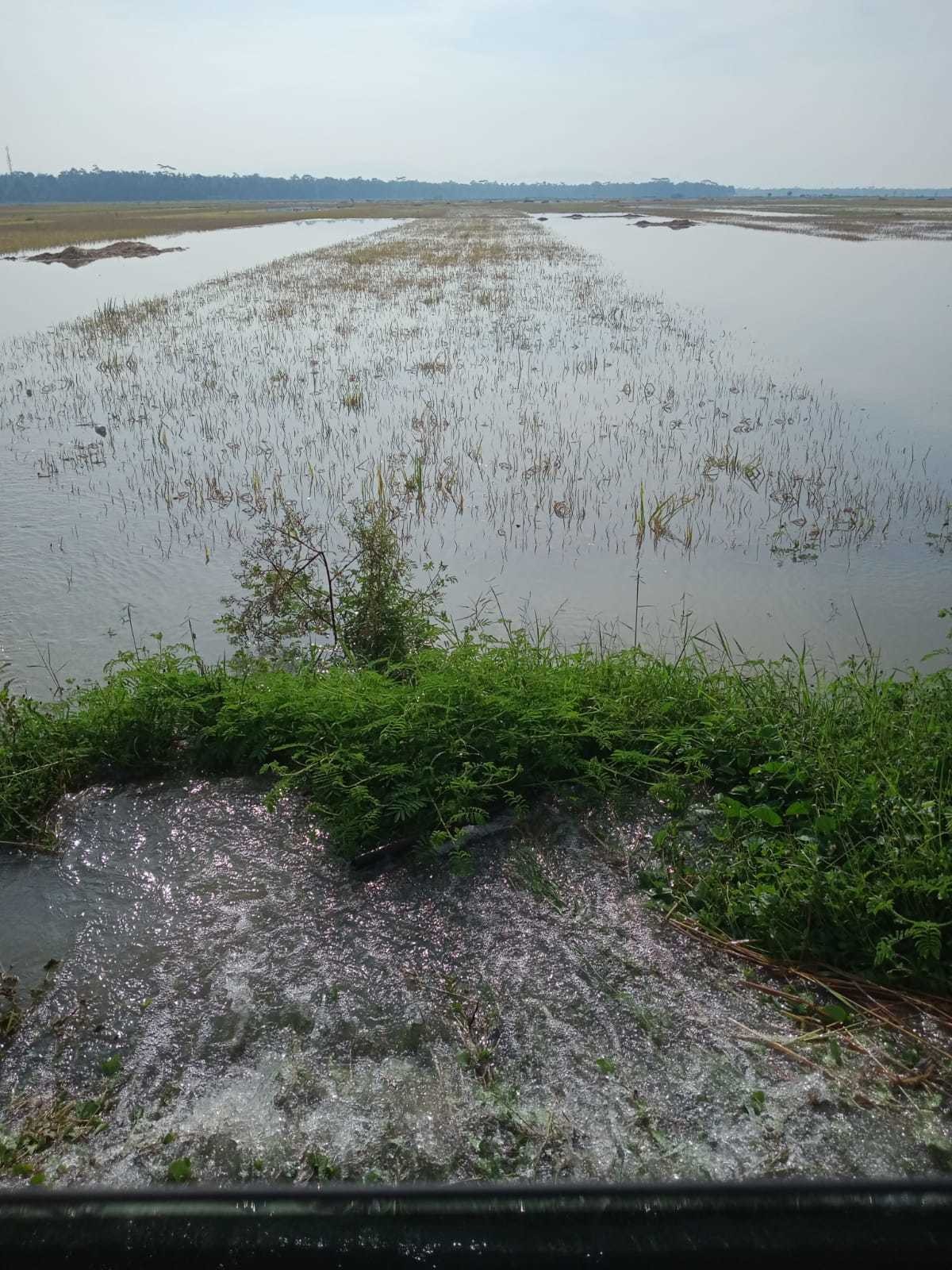 PEMANTAUAN LAHAN PERTANIAN 