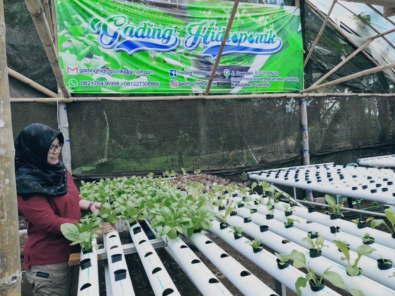 HIDROPONIK MENJADI TEROBOSAN BARU PETANI DESA PASARANOM 