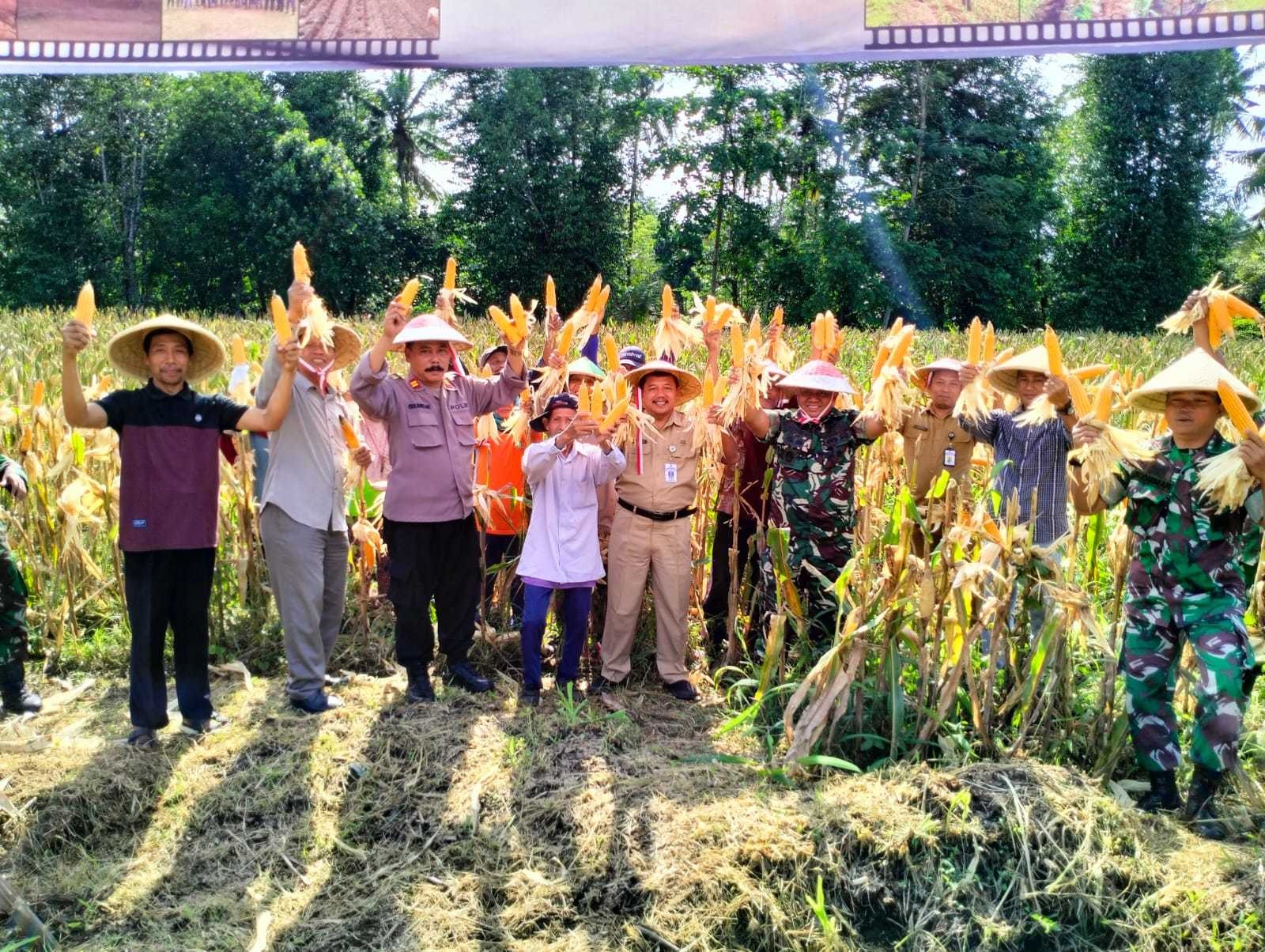 PANEN JAGUNG