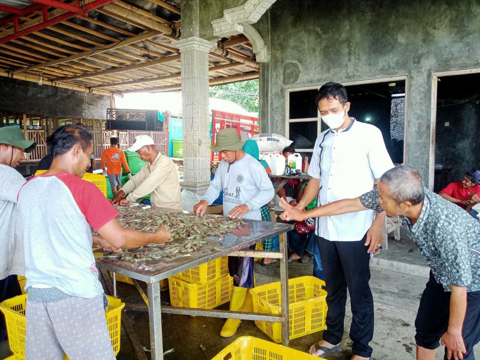 CAMAT GRABAG MENGHADIRI PANEN RAYA UDANG DI DESA HARJOBINANGUN