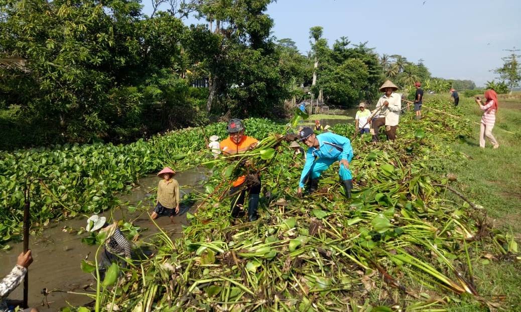 Antisipasi Banjir, Desa-desa Kecamatan Grabag dan Butuh Bekerjasama Bersihkan Enceng Gondok